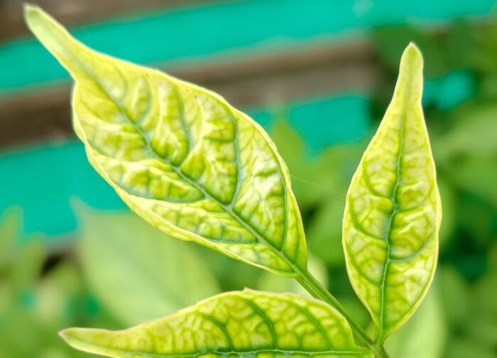 Αφρόλουτρο για σκύλους μαλακτικό, ενυδατικό 250ml - Image 3