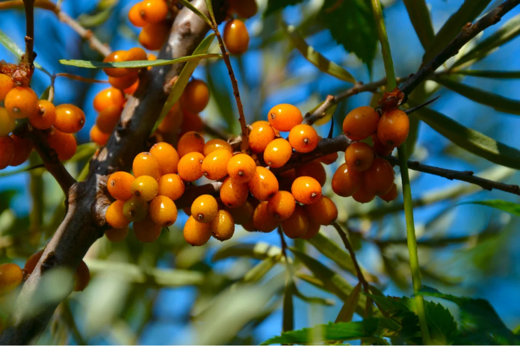 Φυτό με καρπούς ελαίου ιπποφαούς|Κρέμα προσώπου για ώριμες επιδερμίδες - Seamuse|Μπολ με καρπούς με έλαιο ιπποφαούς