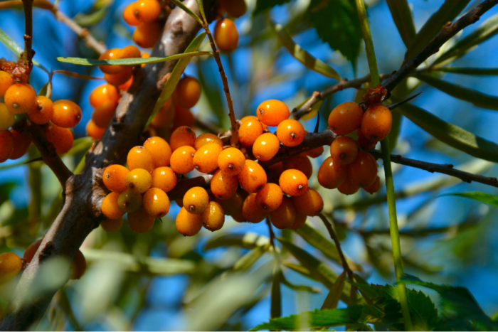 Φυτό με καρπούς ελαίου ιπποφαούς|Κρέμα προσώπου για ώριμες επιδερμίδες - Seamuse|Μπολ με καρπούς με έλαιο ιπποφαούς