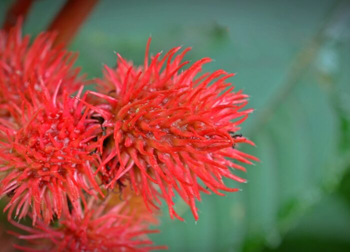 Φυτική κρέμα προσώπου για κανονικές επιδερμίδες - Image 5