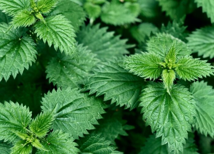 Χειροποίητο σαπούνι με πατσουλί & λεμονόχορτο - Image 5