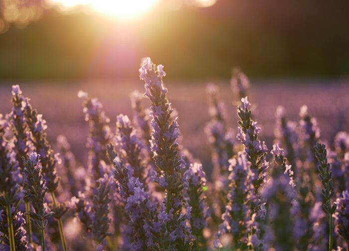 Σαπούνι λεβάντας, χειροποίητο - Image 8