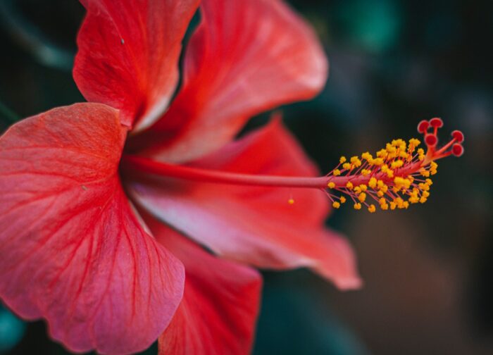 Παιδικό αφρόλουτρο με εκχύλισμα ιβίσκου για πρόσωπο & σώμα 250ml - Image 2