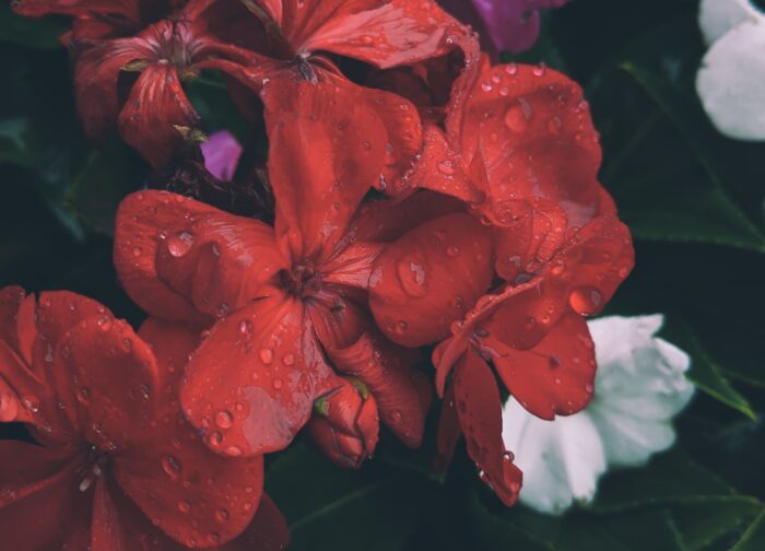 Serum προσώπου Hydra Gel για όλες τις επιδερμίδες | 15ml - Image 2