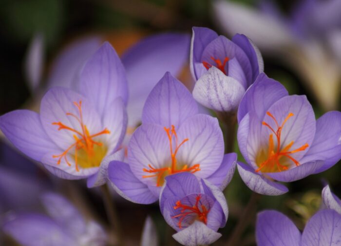 Παιδικό σαμπουάν & αφρόλουτρο προσώπου-σώματος 250ml, Σετ δώρου - Image 3
