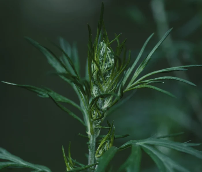 Γαλάκτωμα καθαρισμού προσώπου για ευαίσθητα δέρματα με εκχύλισμα αρτεμισίας και γλυκάνισου, 250 ml - Image 3