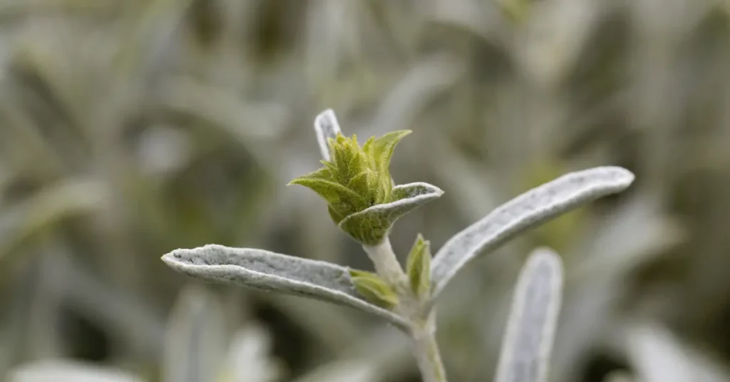 Φυτό μαλοτήρα