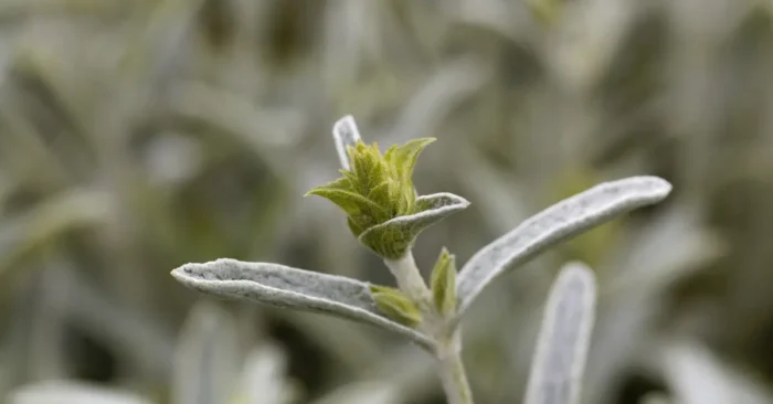 Φυτό μαλοτήρα