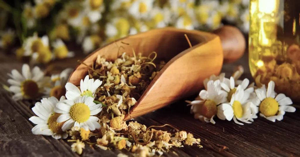 Χαμομήλι λουλούδι