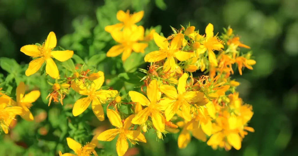 Βαλσαμόχορτο λουλούδι