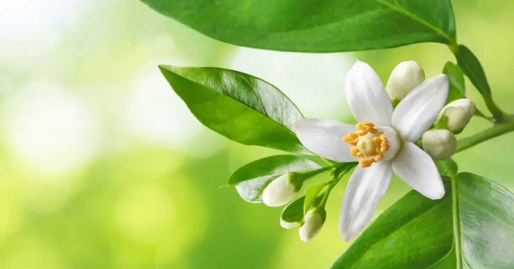 Έλαιο Νερολί