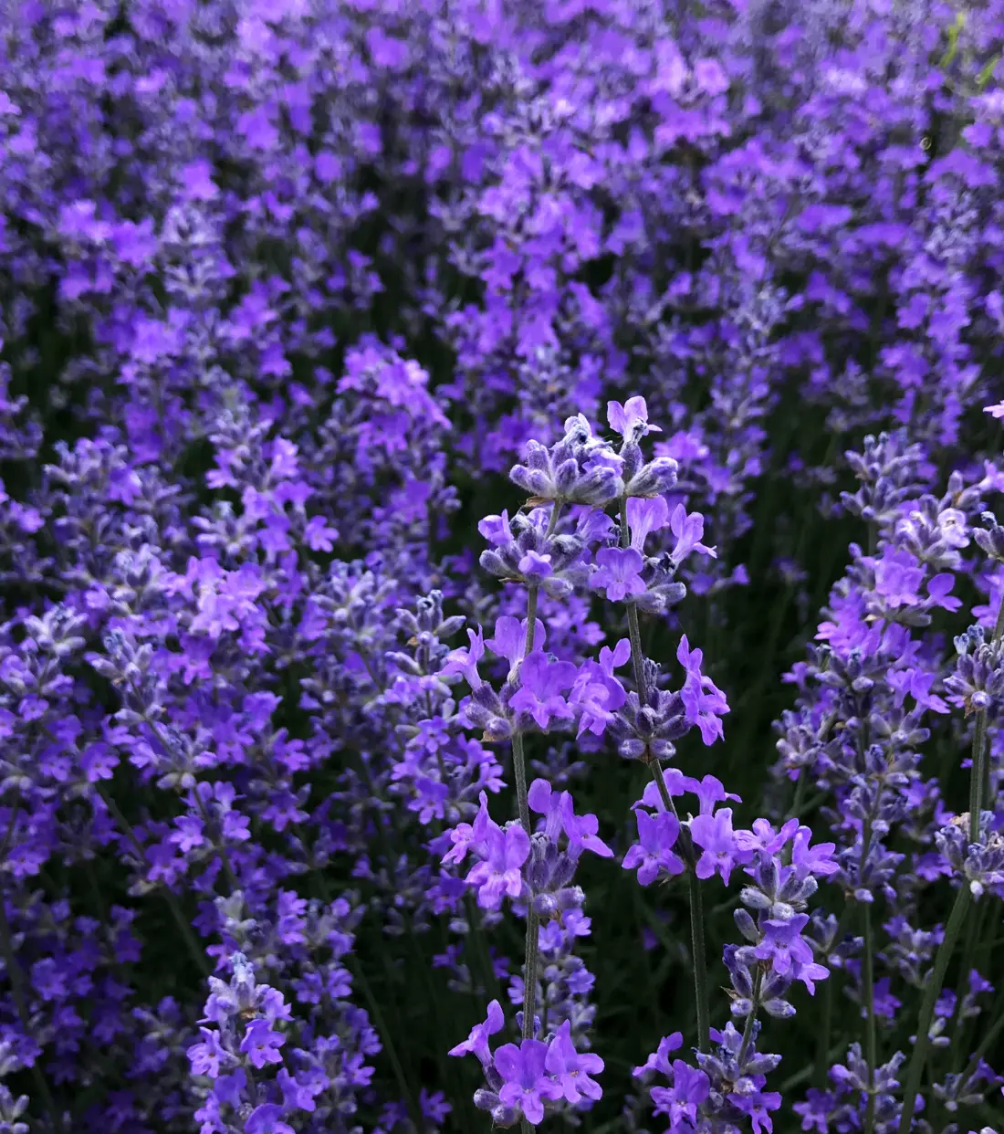 Ανώνυμο σχέδιο