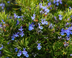 Δεντρολίβανο main photo