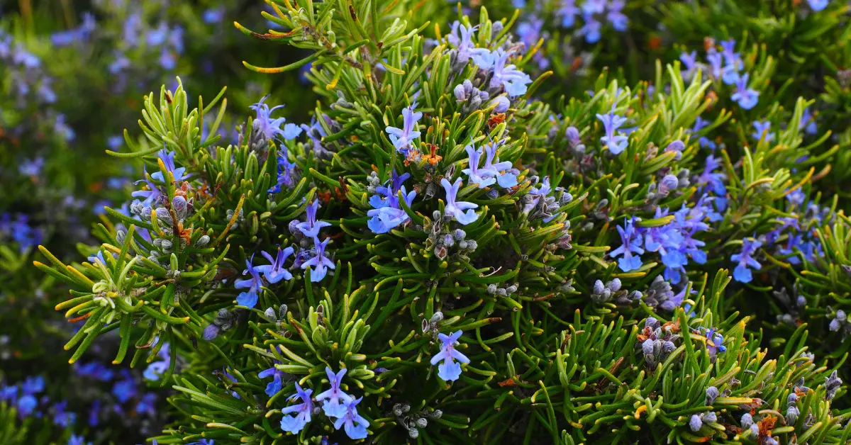 Δεντρολίβανο main photo