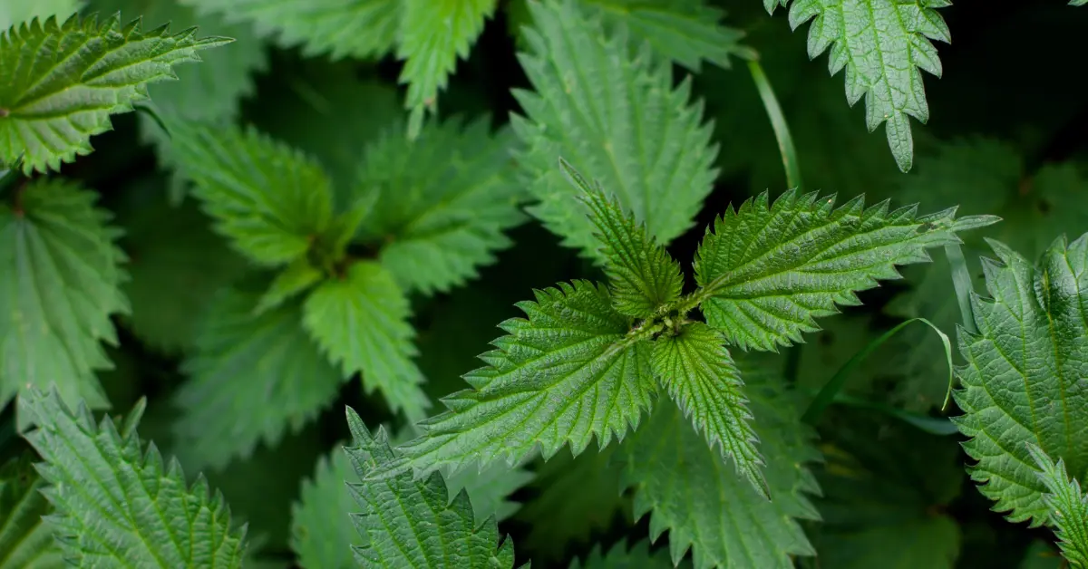 Φύλλα τσουκνίδας